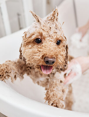 dog getting soaped up in the bathtub dog getting soaped up in the bathtub